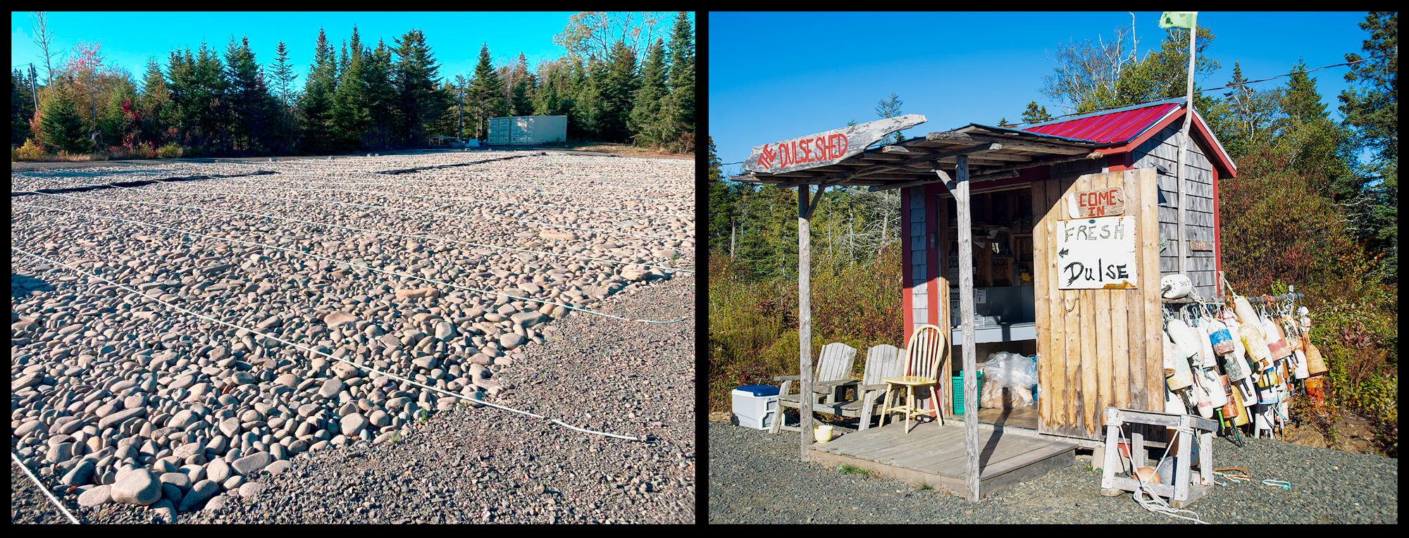 Image of dulse drying beds and a dulse sales shack near Dark Harbour on Grand Manan, NB.