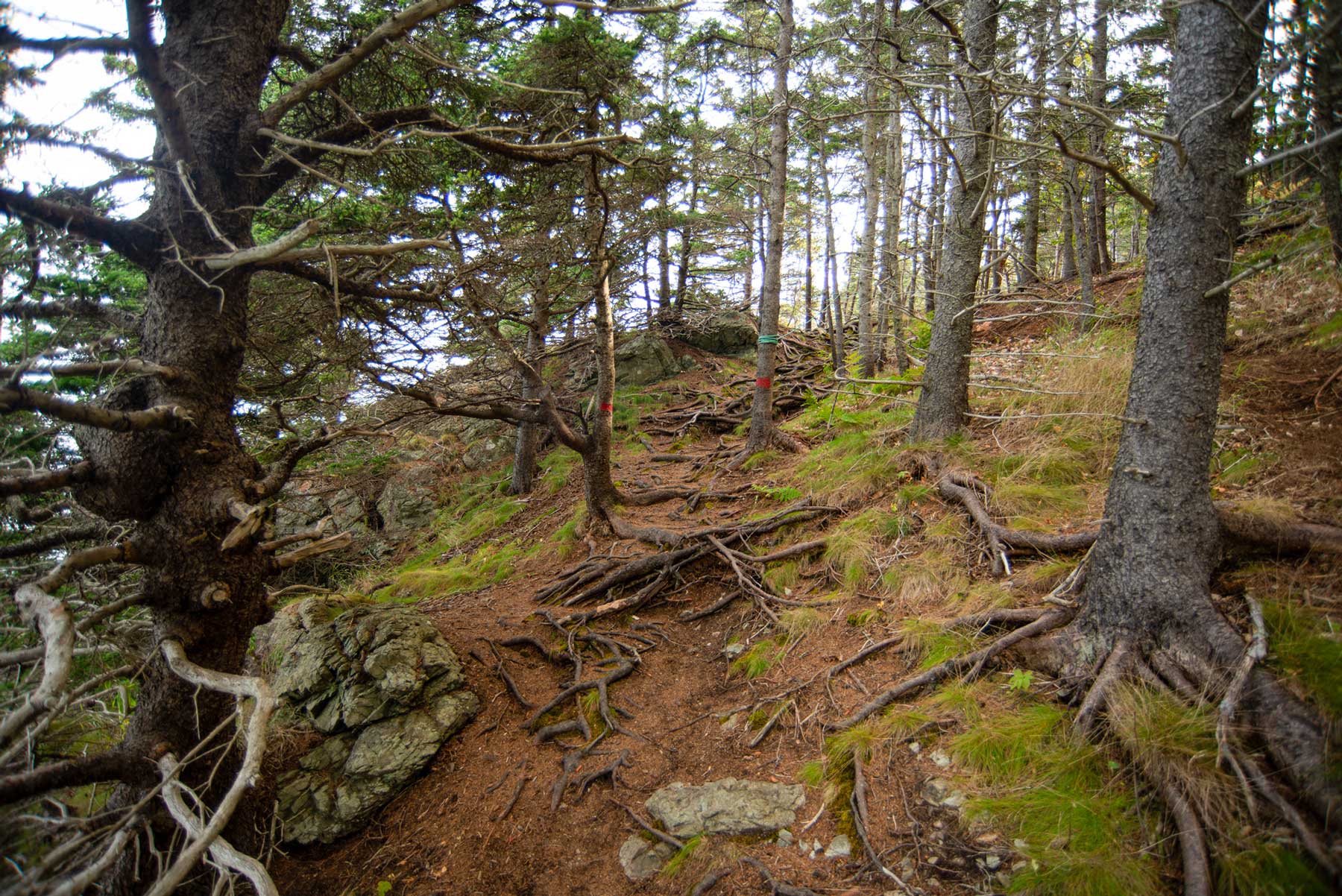Photo of root covered trail leading to the Hole-in-the-Wall formation on Grand Manan Island, NB.