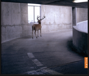 Photo showing Bach-Brandenburg Concertos with Rinaldo Alessandrini & Concerto Italiano CD.